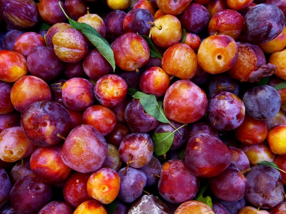 Слива разноцветная
