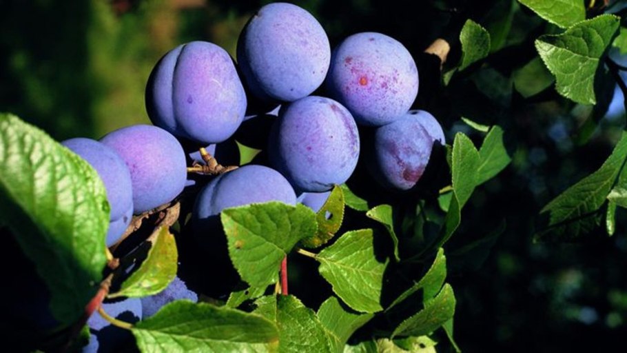 Ренклод Этюд