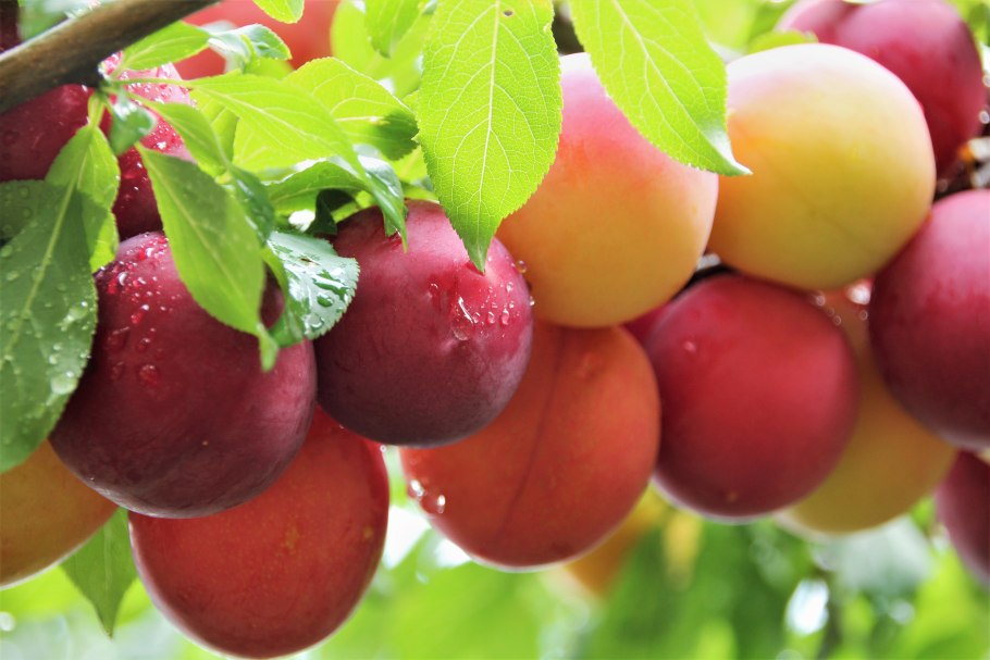 Алыча Сибирская