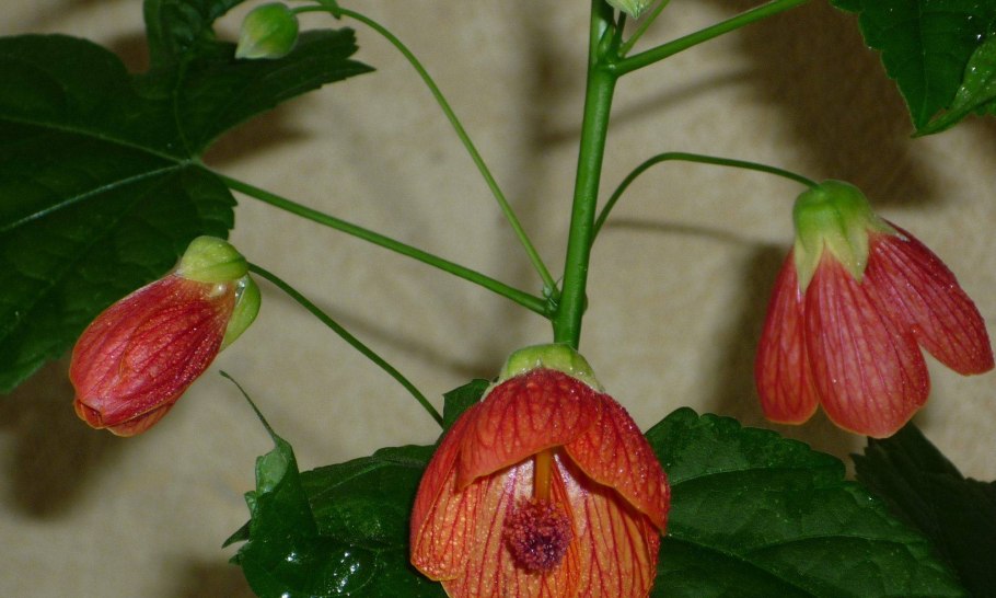 Абутилон Афродита