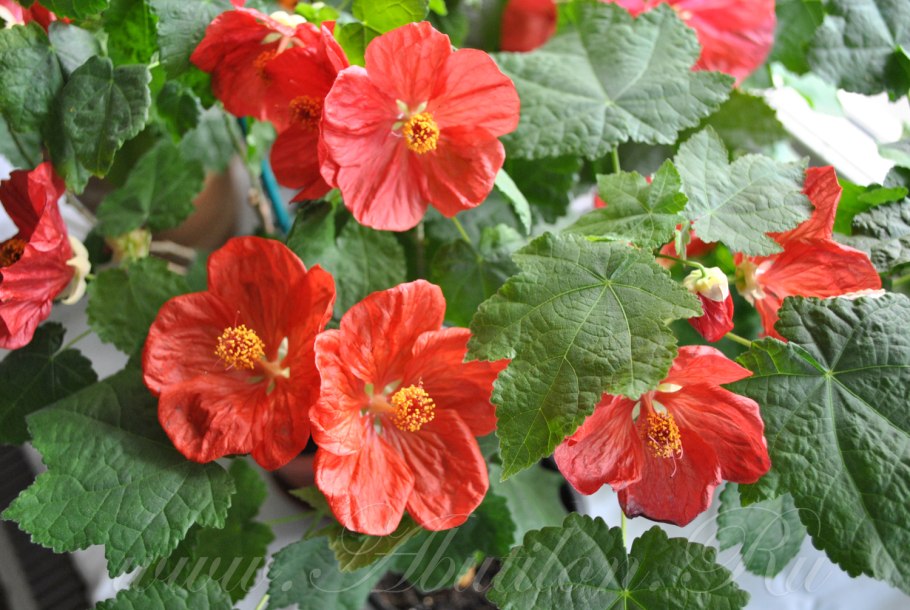 Абутилон Афродита