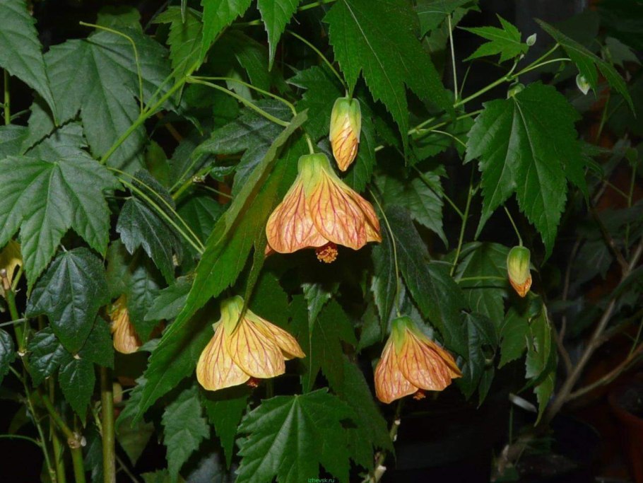 Абутилон Белла Ванилла