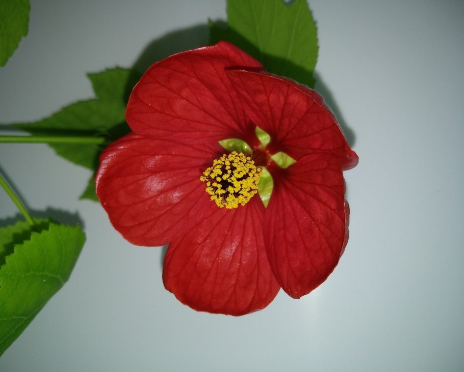 Абутилон Vesuvius Red