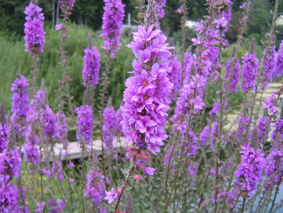 Фацелия голубая мечта (Марс)