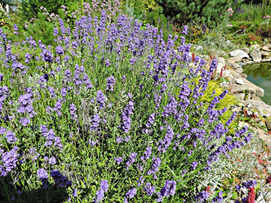 Люпин узколистный медонос