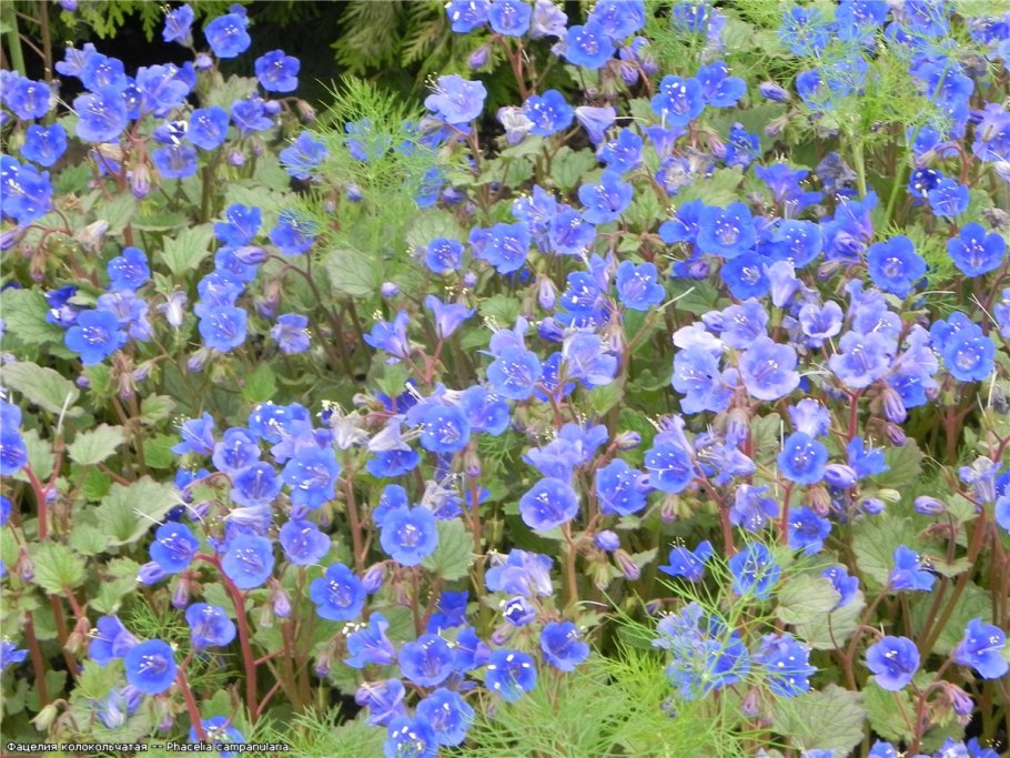 Цветок фацелия