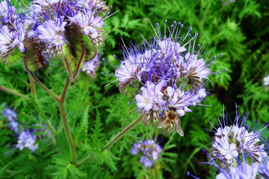 Растение Вереск обыкновенный