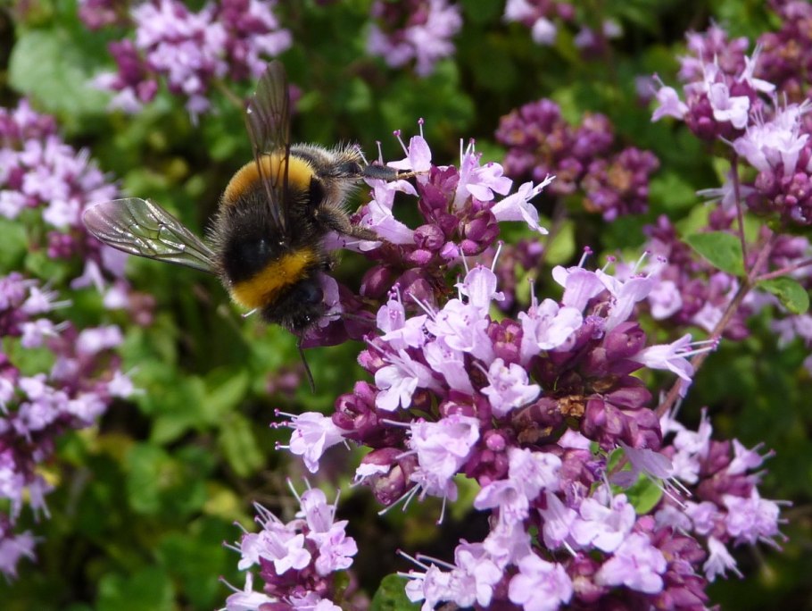 Мордовник медонос