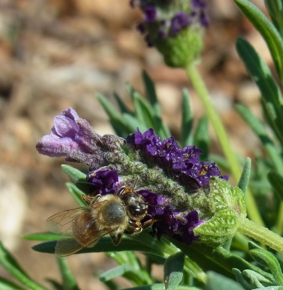 Цветы медоносы многолетники