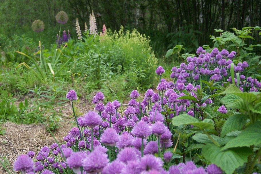 Клевер медоносное растение
