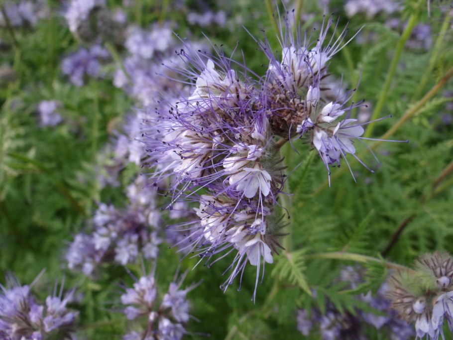 Растение фацелия медонос