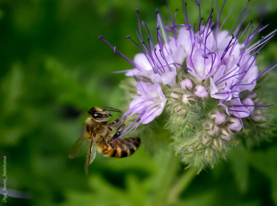 Котовник Пинк Кэт