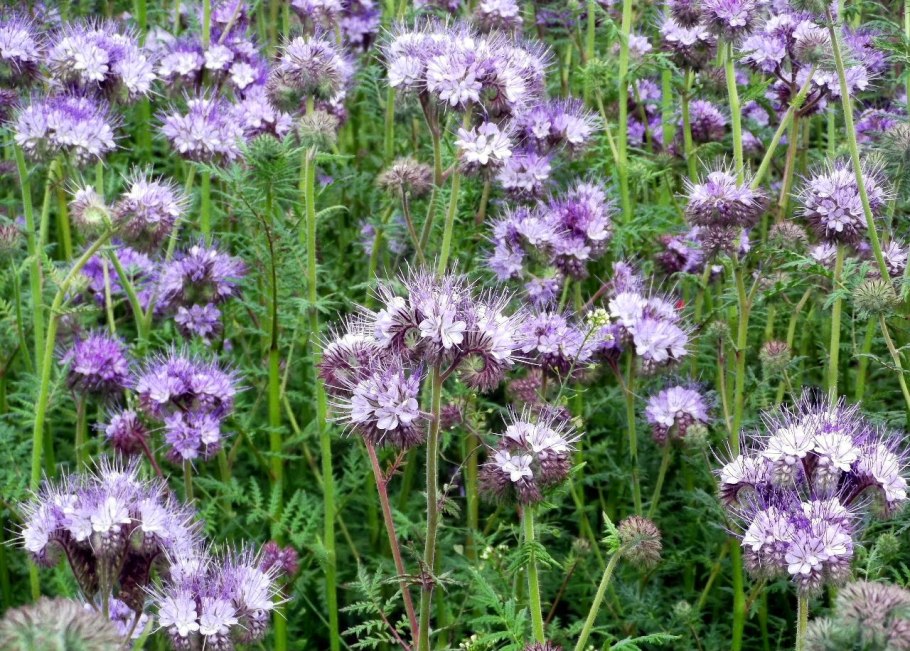 Душица обыкновенная медонос