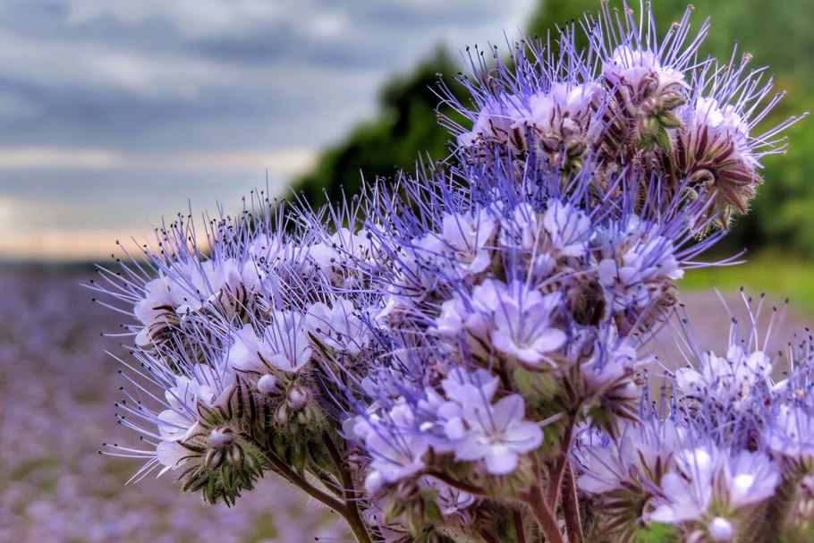 Фацелия рябинколистная (Phacelia tanacetifolia)