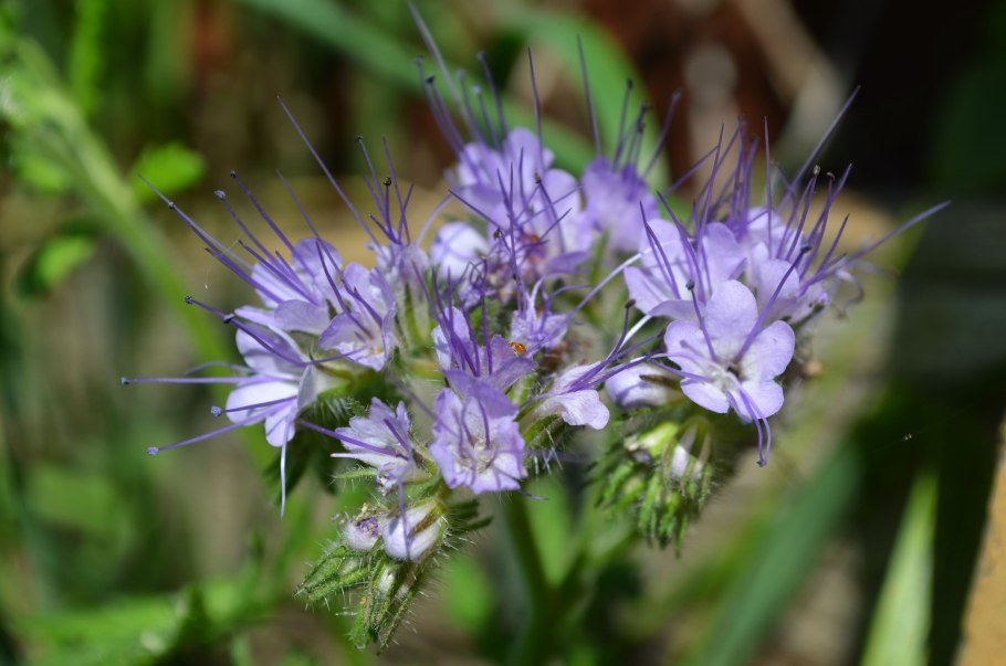 Фацелия пижмолистная