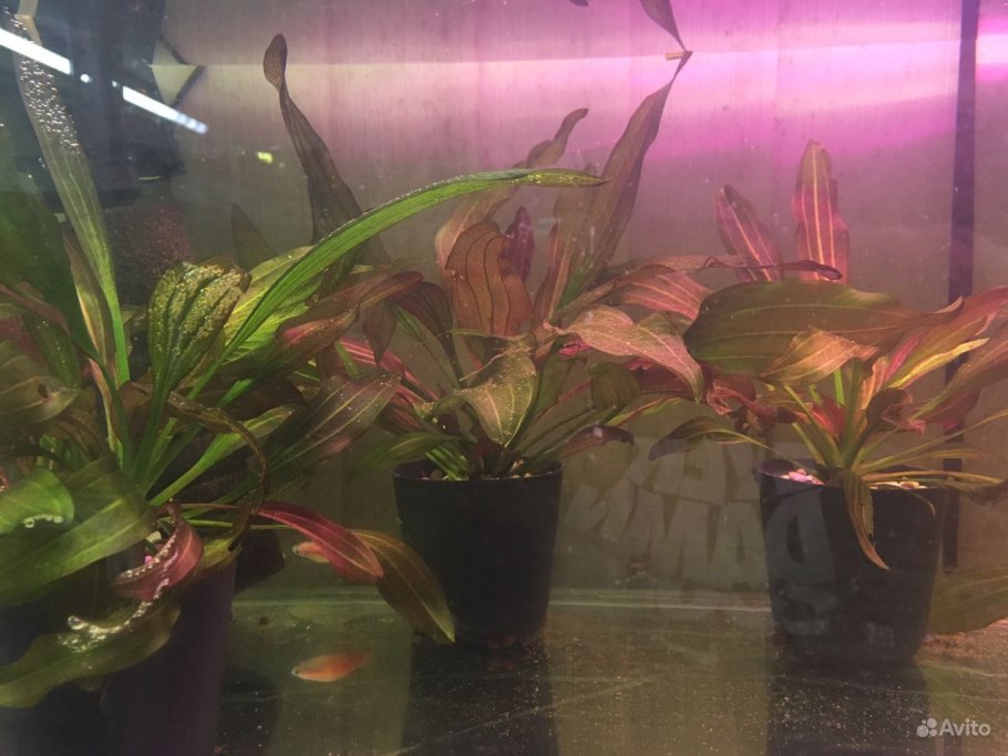 Cryptocoryne zukalii