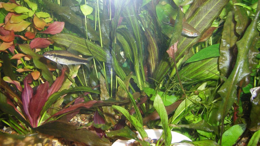 Криптокорина устериана красная (Cryptocoryne usteriana Red)