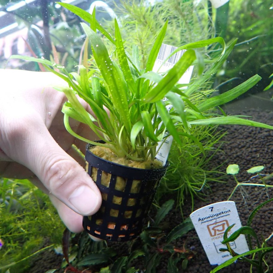 Криптокорина бонсай