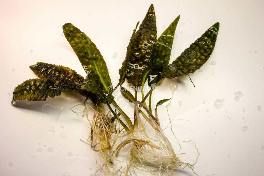 Криптокорина hudoroi