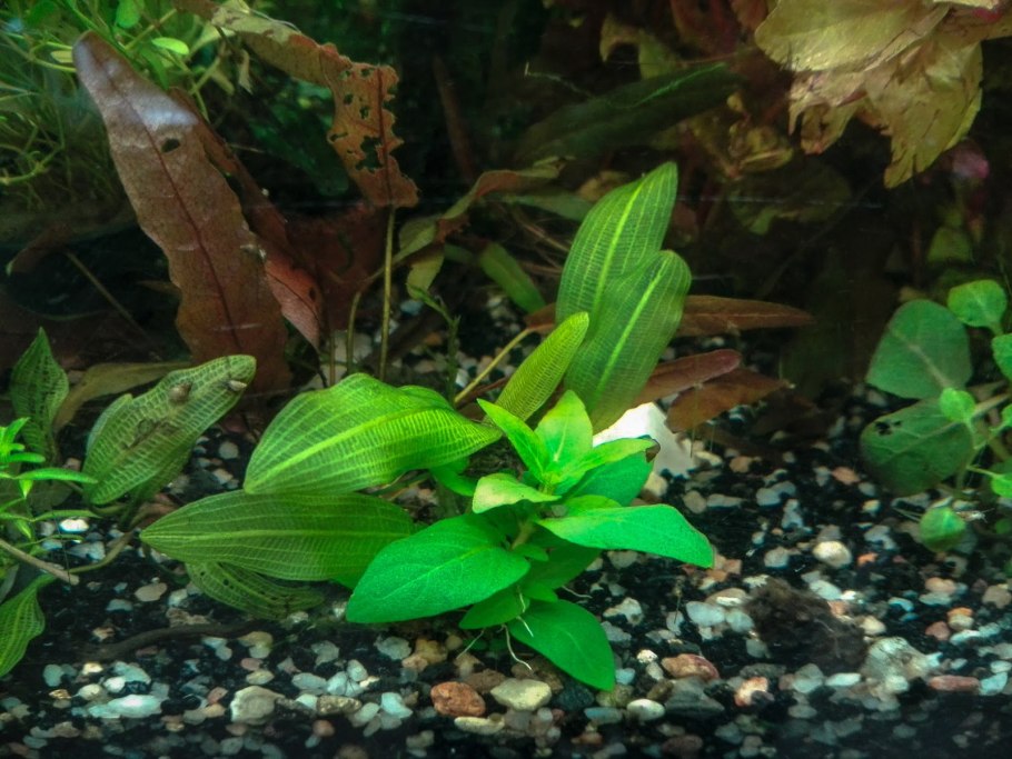 Cryptocoryne walkeri