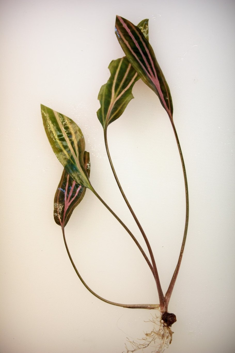 Lagenandra keralensis