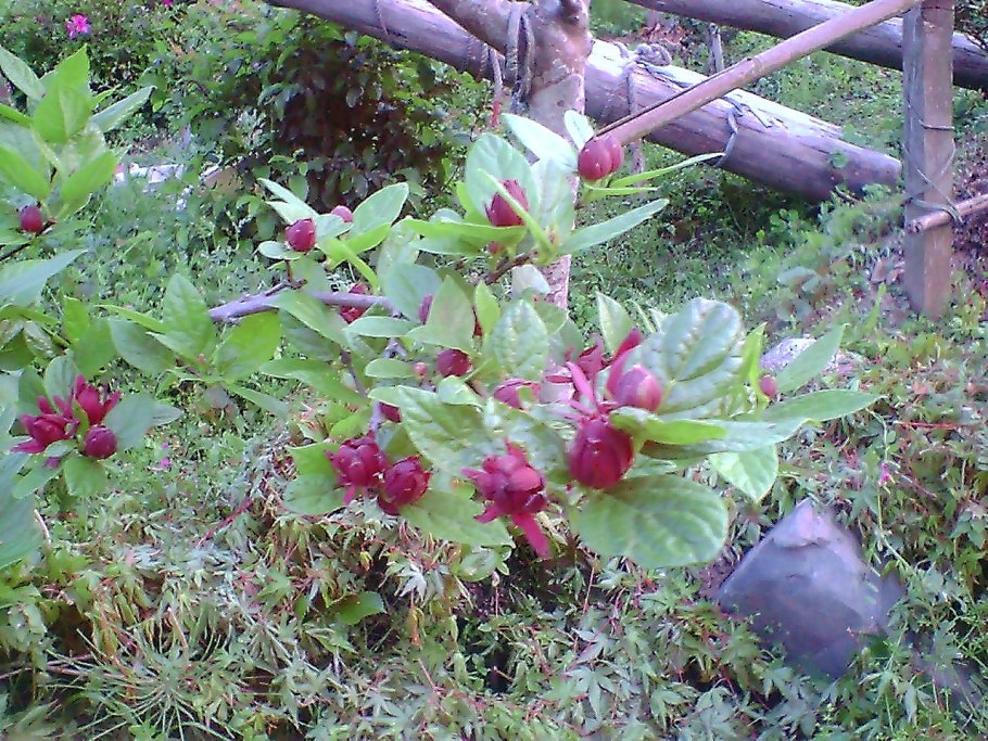 Семейство эрнандиевые