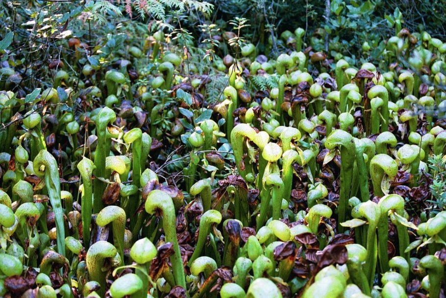 Лавр Laurus Nobilis