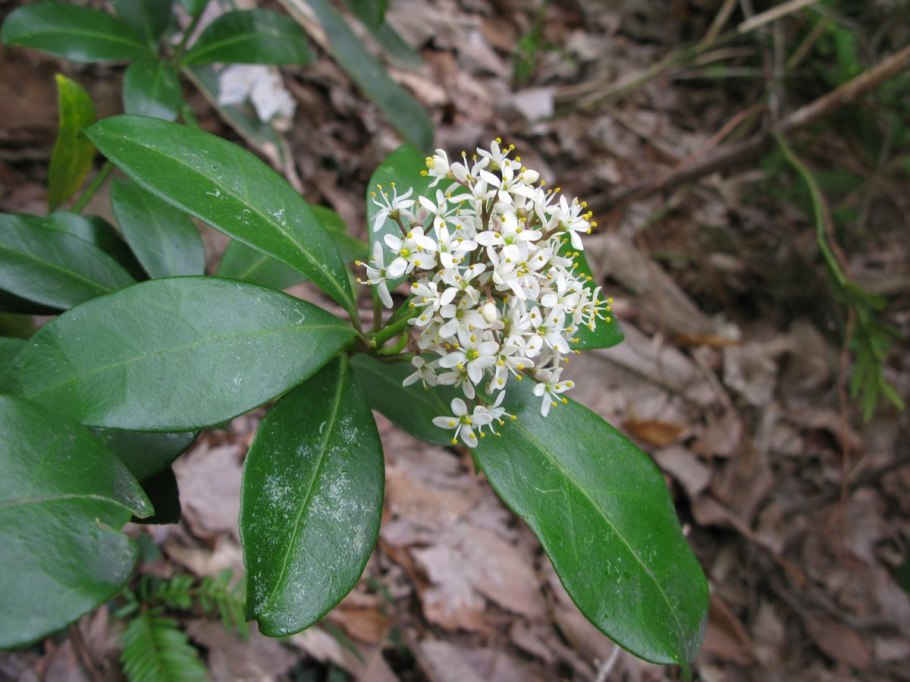 Кустарник на букву э