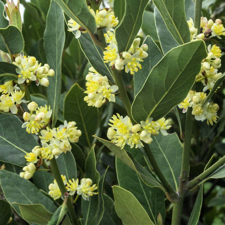 Лавровишня laurocerasus