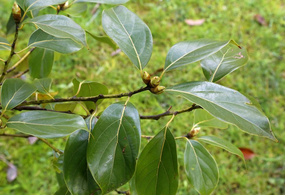 Коричник камфорный Cinnamomum camphora