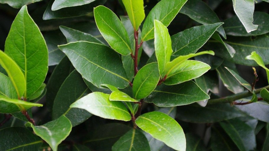 Lindera umbellata / Линдера (лавр благородный)