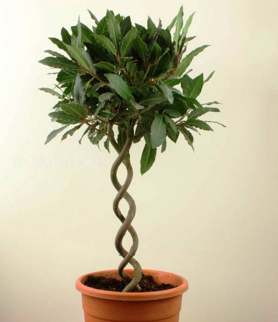 Байдан трава