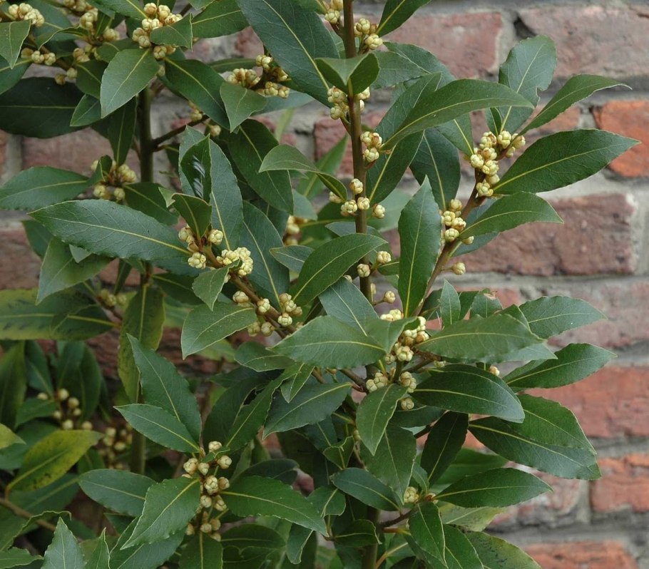 Лавр благородный (Laurus Nobilis)