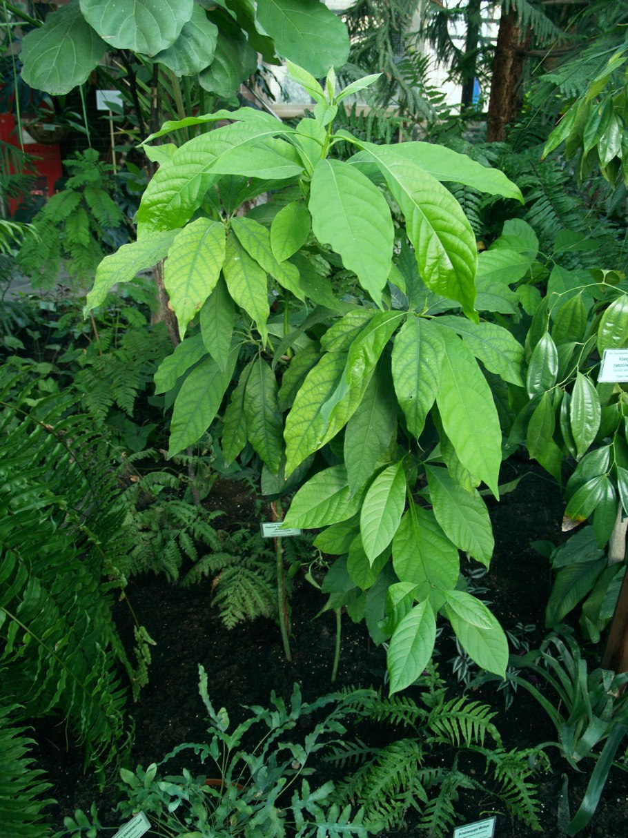 Лавр благородный (Laurus Nobilis)