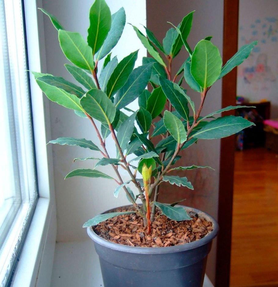 Лавр благородный (Laurus Nobilis)