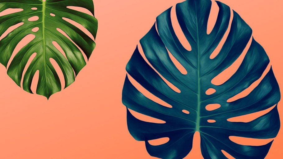 Монстера с белыми полосками