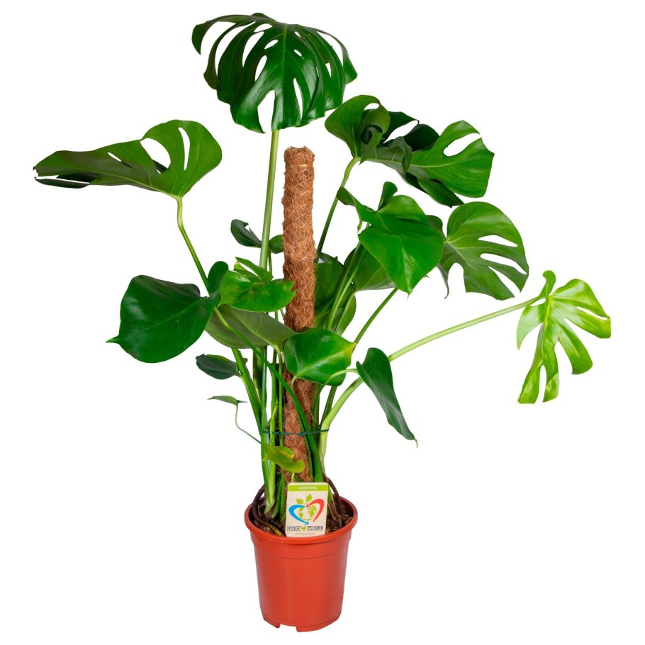 Монстера папоротник орнамент