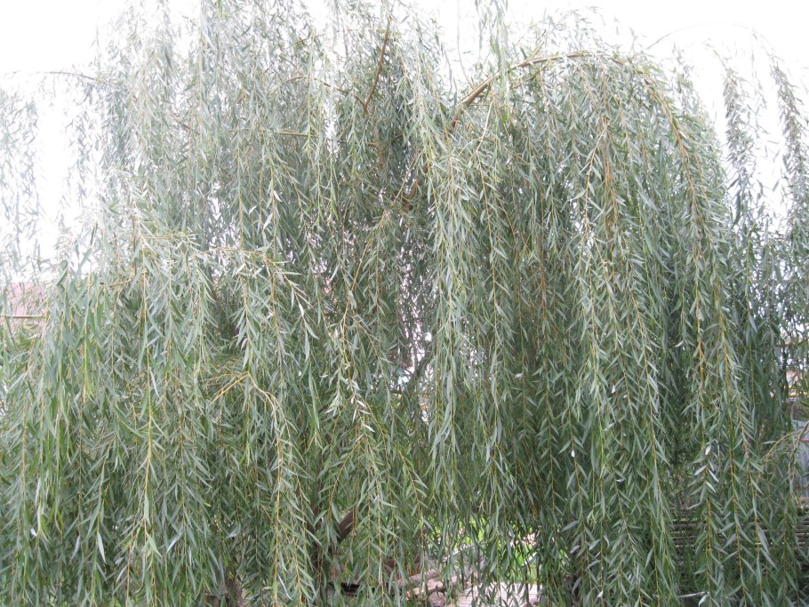 Ива белая плакучая
