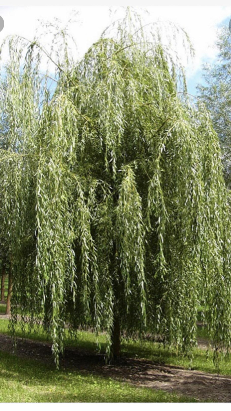 Ива Пендула плакучая