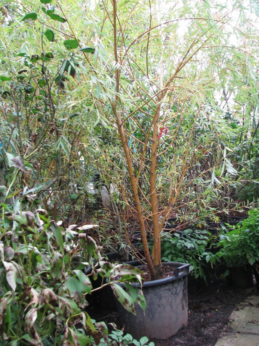 Ива белая (Salix Alba)