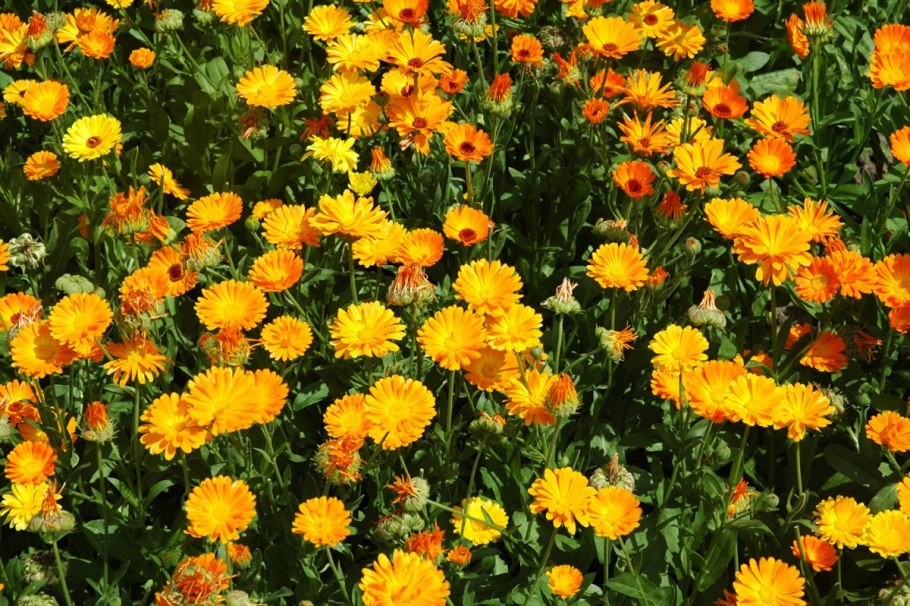 Одуванчик линейнолистный