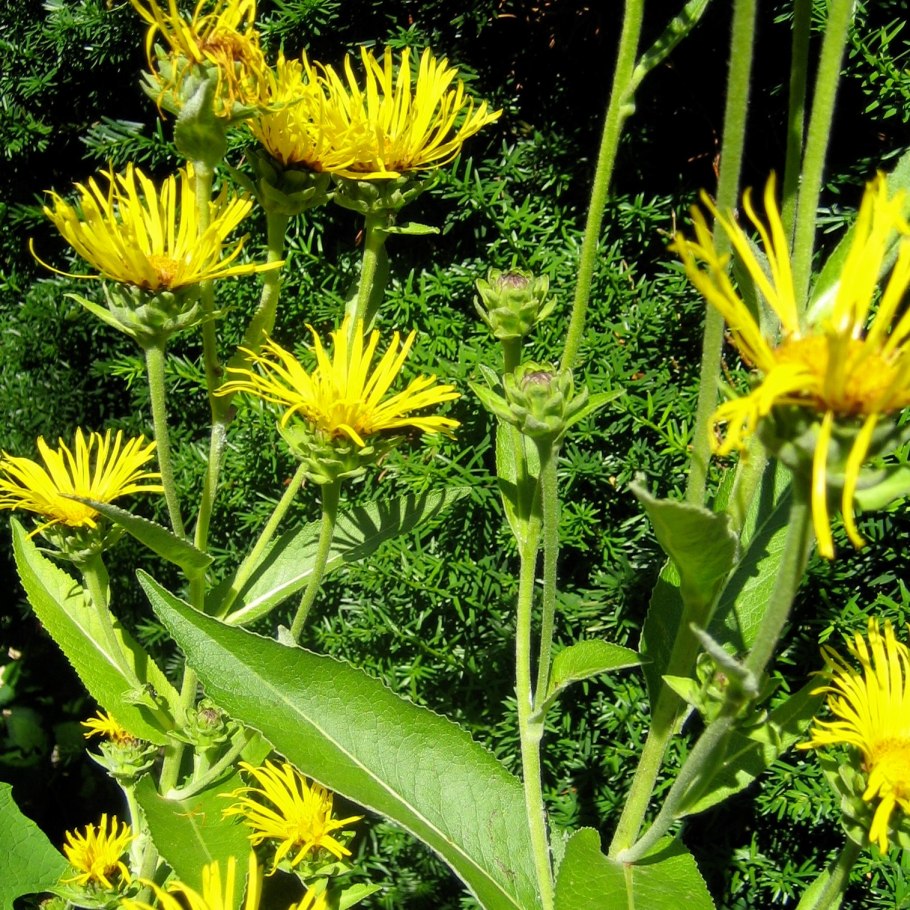 Девясил шероховатый