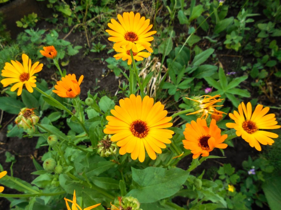 Календула Полевая