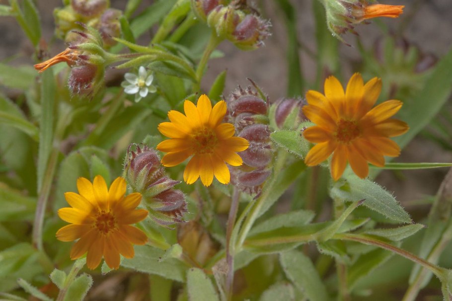 Хризантема Алтай