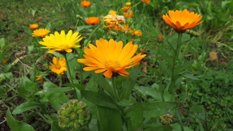 Календула лекарственная, ноготки (Calendula officinalis)