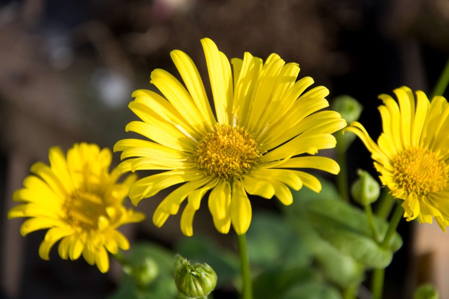 Желтая Арника