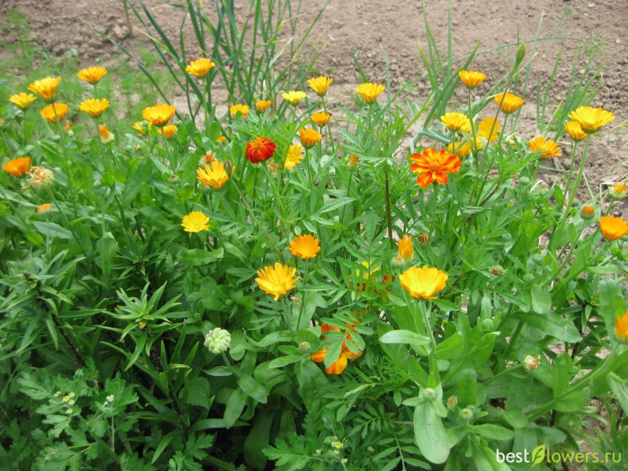 Низкие желтые цветы на поле зубчатые листья