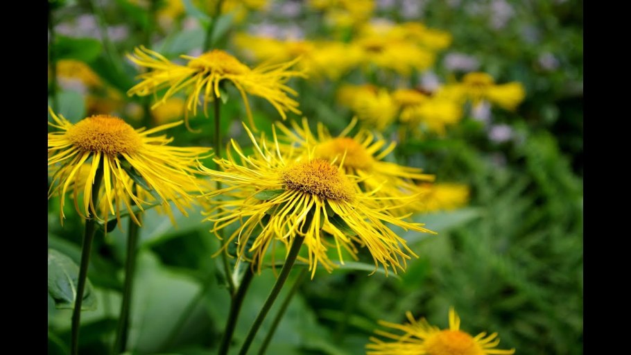 Календула Полевая