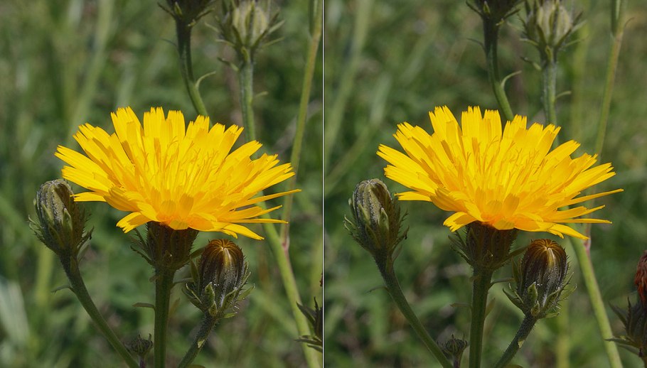 Одуванчик это травянистое растение