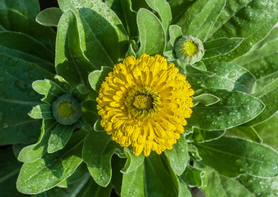 Желтые ноготки цветы